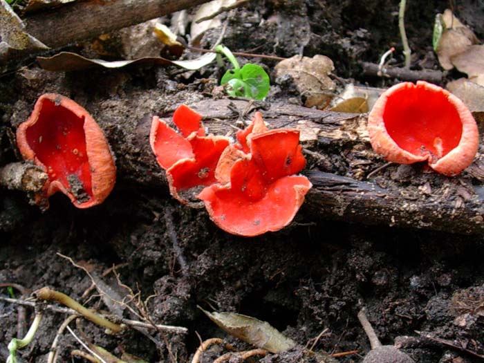 Plectania  coccinea  04.11.06