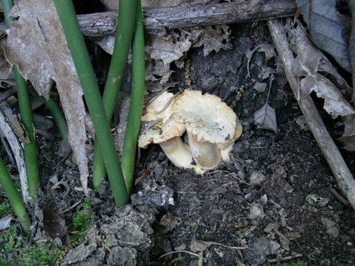 Cantharellus cibarius Lariano (RM) 09.06.06