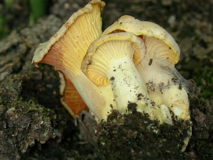 Cantharellus cibarius Lariano (RM) 09.06.06