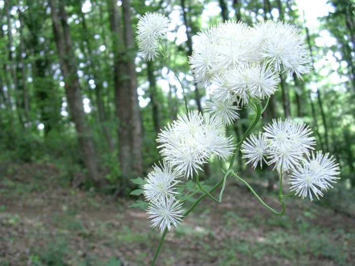 Thalictrum aquilegifolium / Pigamo colombino
