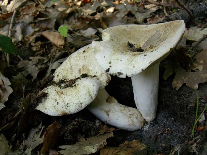 Lactarius piperatus? Allumiere (RM) 13.06.06