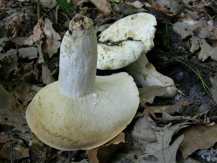 Lactarius piperatus? Allumiere (RM) 13.06.06
