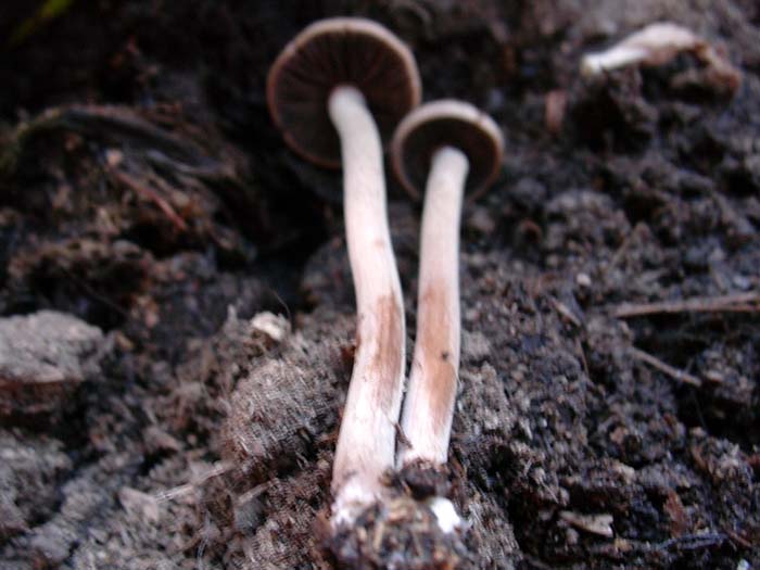 fotografato in un vaso di fiori 24.06.06