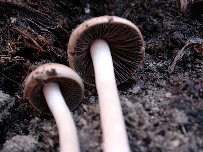 fotografato in un vaso di fiori 24.06.06