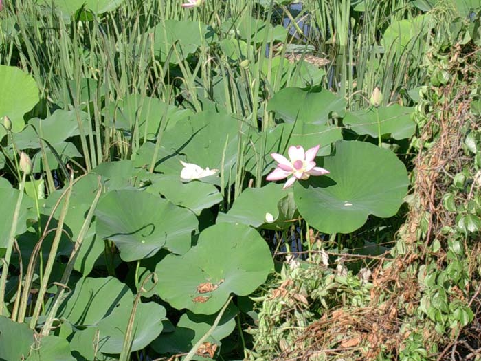 Nelumbo nucifera  / Fior di Loto, Nelumbo