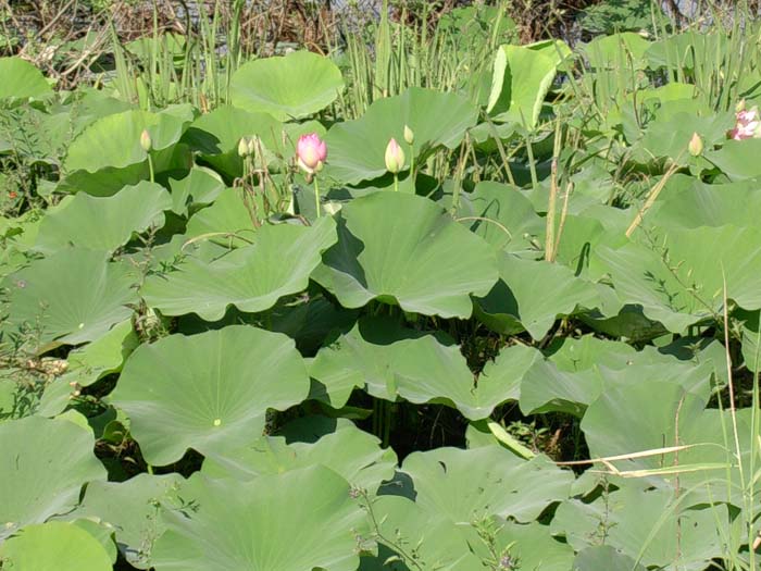 Nelumbo nucifera  / Fior di Loto, Nelumbo