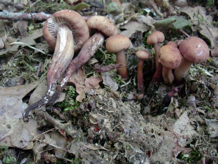 Collybia fusipes? 01.08.06