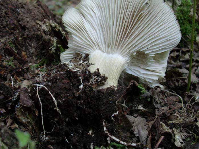 Megacollybia platyphylla? 01.08.06