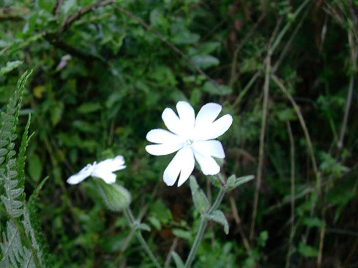 Silene alba / Silene bianca