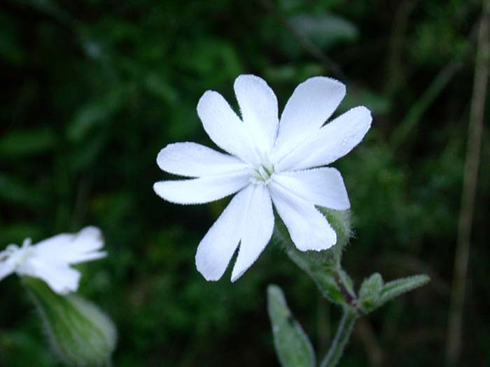 Silene alba / Silene bianca