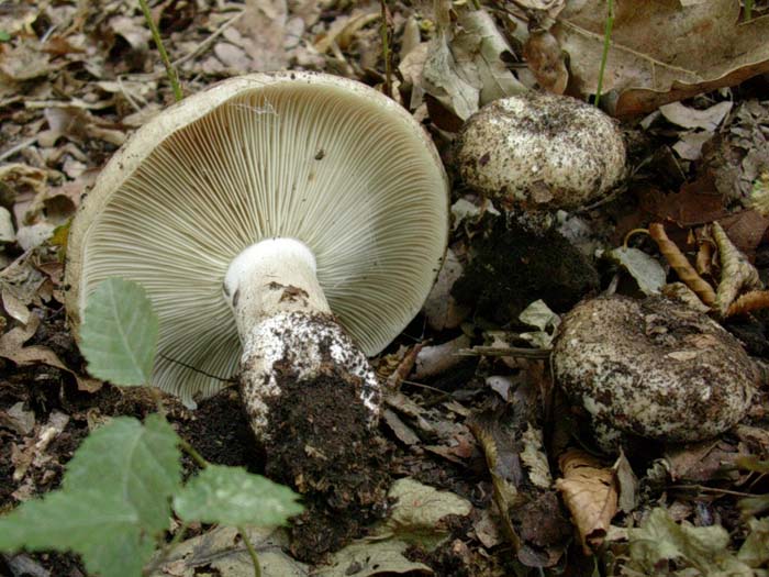 Russula densifolia??? 08.08.06.(castelli romani)