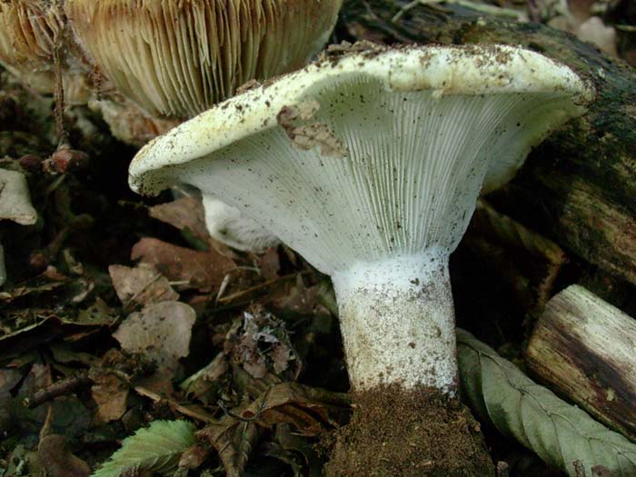Russula chloroides ??? 08.08.06.(castelli romani)