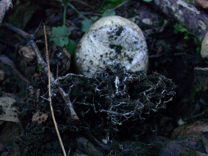 Scleroderma 11.08.06 (Castelli romani)