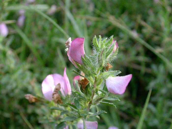 Ononis spinosa / Ononide spinosa