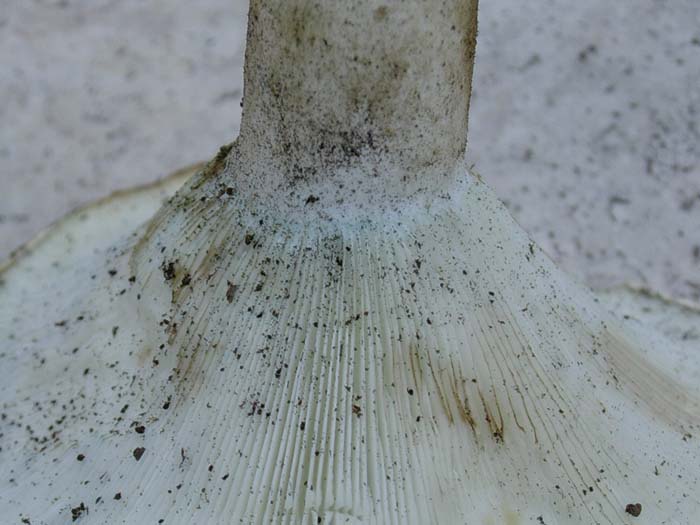 Russula chloroides ??? 08.08.06.(castelli romani)