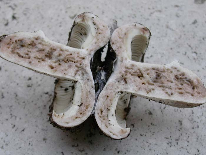 Russula densifolia??? 08.08.06.(castelli romani)