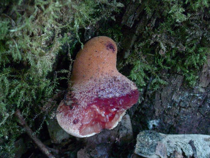 Fistulina hepatica 11.08.06 (Castelli romani)