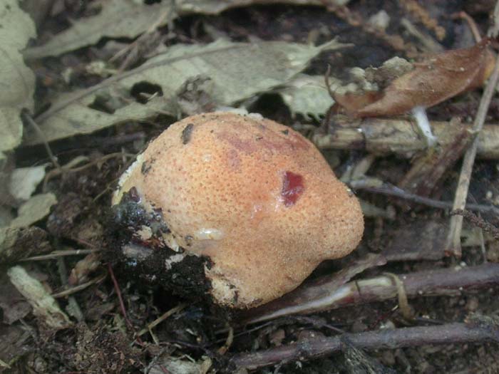 EMBRIONE di fungo (Fistulina hepatica)