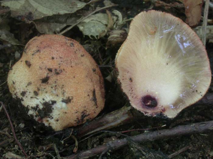 EMBRIONE di fungo (Fistulina hepatica)
