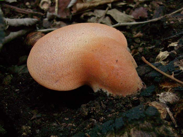 EMBRIONE di fungo (Fistulina hepatica)