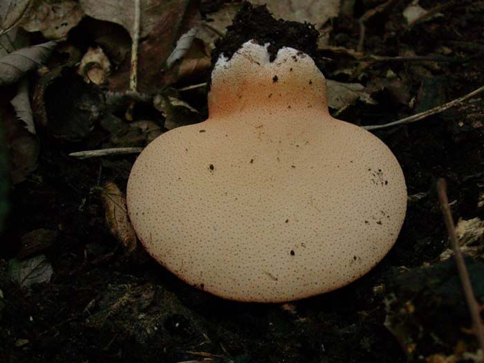 EMBRIONE di fungo (Fistulina hepatica)