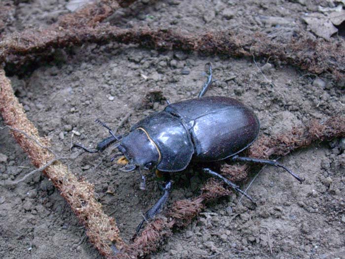 Lucanus tetraodon
