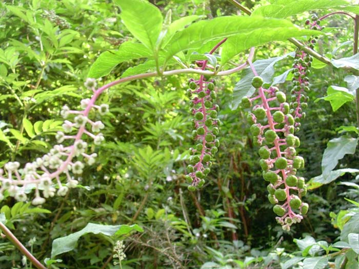 Phytolacca americana / Fitolacca, Cremesina, Uva-turca