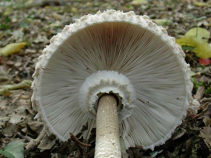 ritrovamenti del 25.08.06 (Castelli romani)