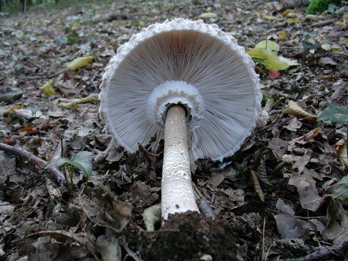 ritrovamenti del 25.08.06 (Castelli romani)