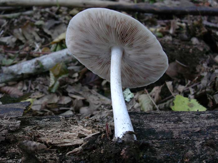 ritrovamenti del 25.08.06 (Castelli romani)