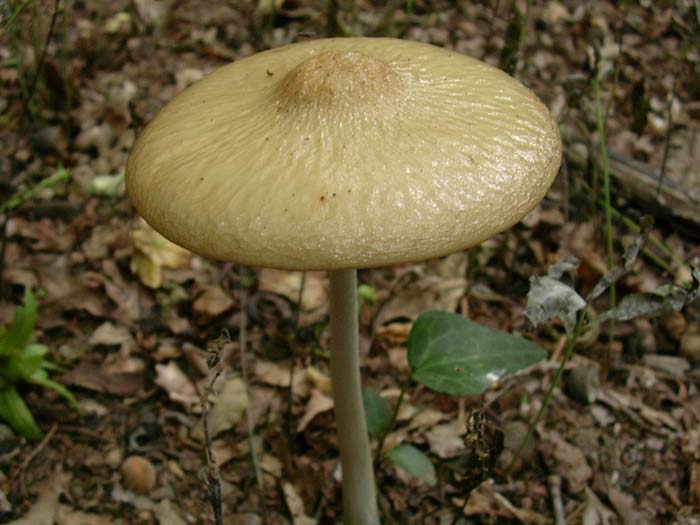 ritrovamenti del 25.08.06 (Castelli romani)