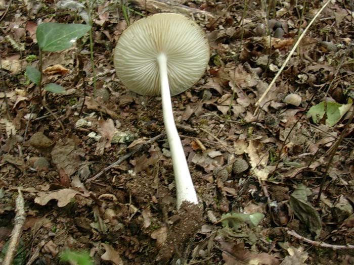 ritrovamenti del 25.08.06 (Castelli romani)