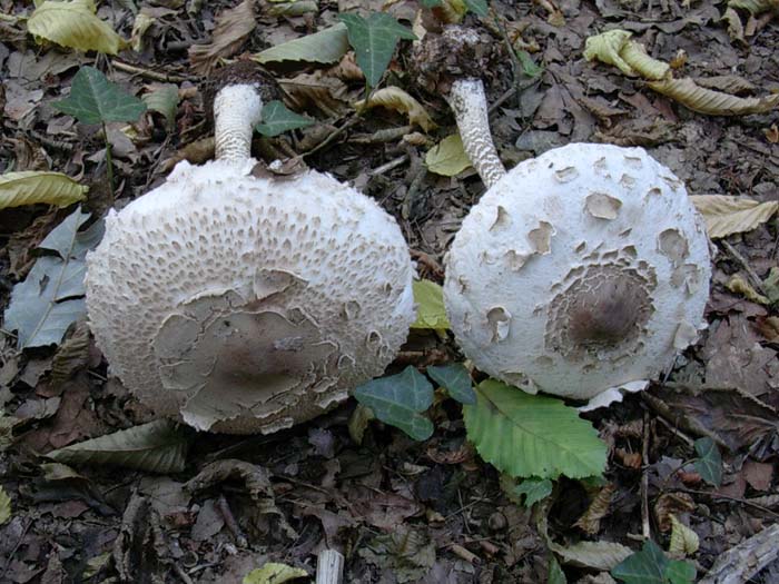 ritrovamenti del 25.08.06 (Castelli romani)