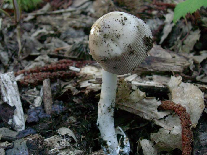 ritrovamenti del 01.09.06 (Castelli romani)