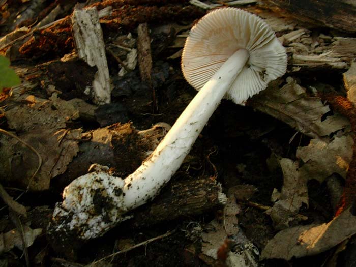 ritrovamenti del 01.09.06 (Castelli romani)