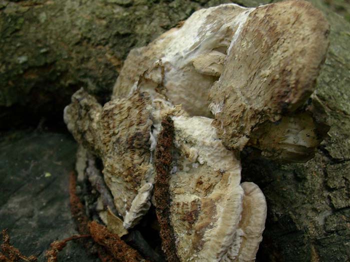 ritrovamenti del 01.09.06 (Castelli romani)