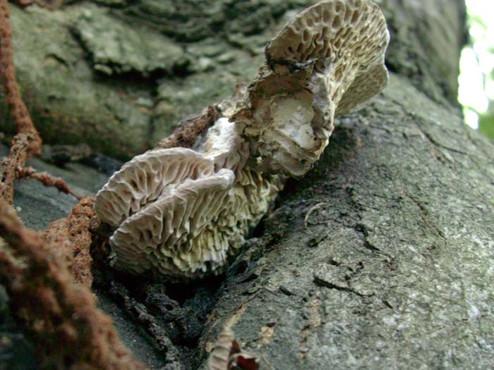 ritrovamenti del 01.09.06 (Castelli romani)