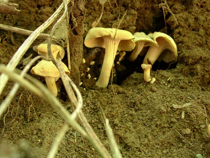 Cantharellus cibarius (Castelli romani) 08.09.06