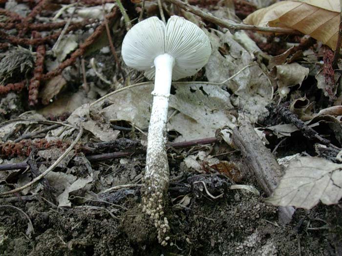 fungo da determinare (Castelli romani) 12.09.06