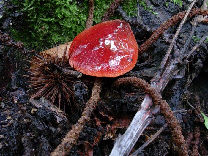 Fistulina hepatica (Castelli romani) 26.09.06