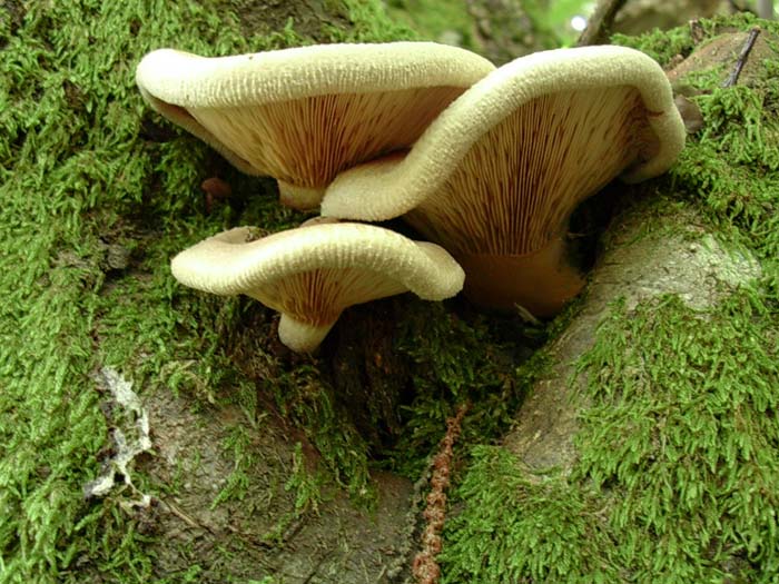 Paxillus involutus (Lago del Salto - RI) 03.10.06