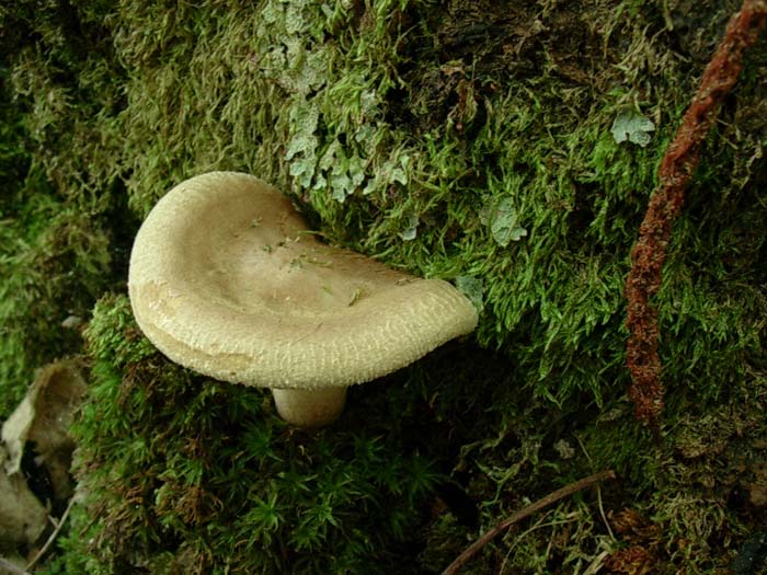 Paxillus involutus (Lago del Salto - RI) 03.10.06