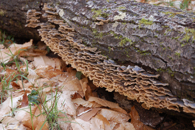 Colore della superficie pileica di Trametes versicolor