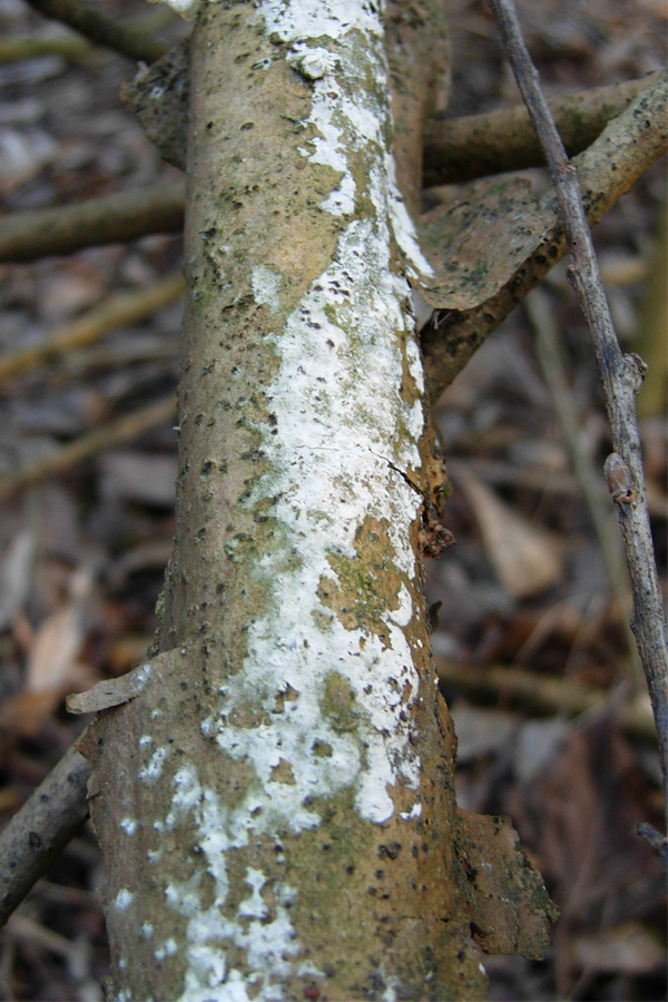 Thanatephorus sterigmaticus. Trovato da Paolofon