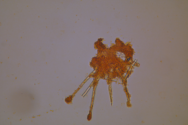 Pennicillum sp.?? (Thysanophora penicillioides)