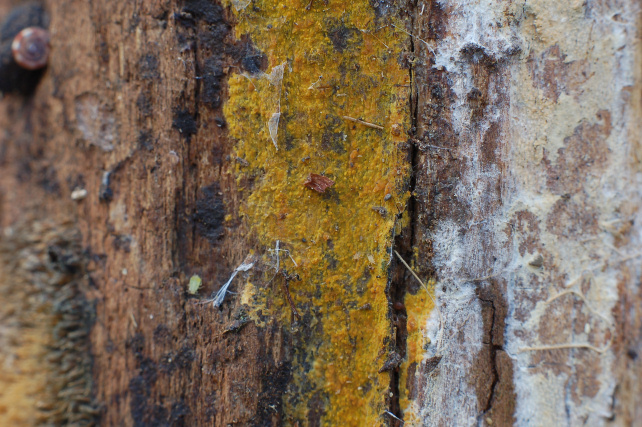 Pezzo di legno affollato