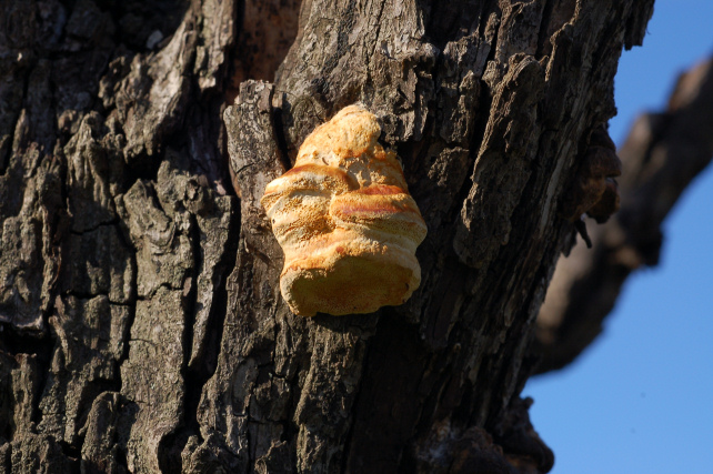 Perenniporia ochroleuca trovata su Pero