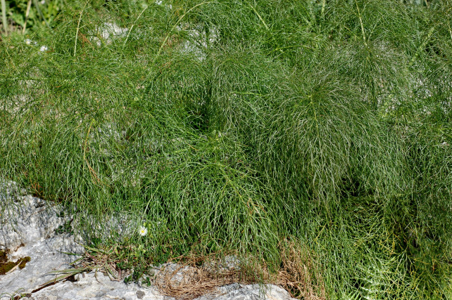 1. Le colline di Taormina: Aphyllophorales e molto altro