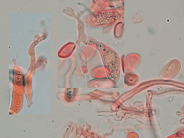 Perenniporia ochroleuca trovata su Pero