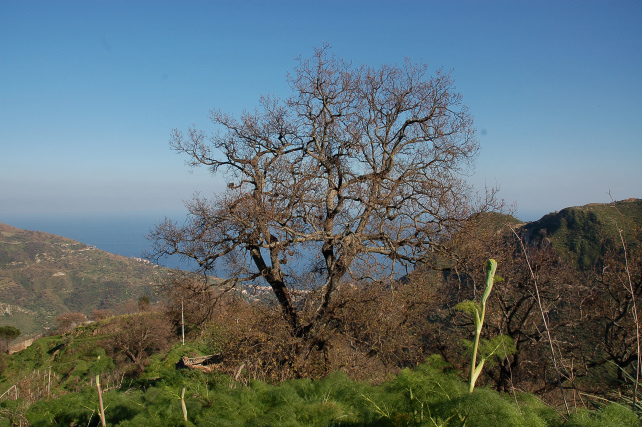 3 .Le colline di Taormina:Aphyllophorales e molto altro.